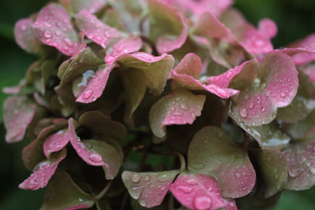 Extreme macro of bigleaf hydrangea, French hydrangea or hortensia (Hydrangea macrophylla) on blurred background, Italy, Tuscany regionの写真素材