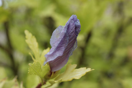 Extreme macro of bristly hollyhock (Alcea sp. setosa var.) bad on blurred background, Italy, Tuscany regionの写真素材