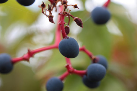 Extreme macro of Virginia creeper, Victoria creeper, five-leaved ivy, or five-finger (Parthenocissus quinquefolia) berry on blurred background, Italy, Tuscany regionの写真素材