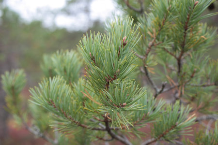 Pine branch close-up on blurred background of autumn forest, Estonia