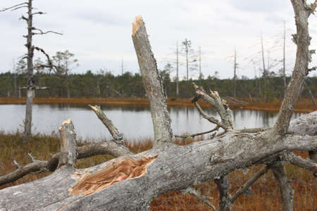 Fallen tree on autumn forest lake background, Estoniaの写真素材