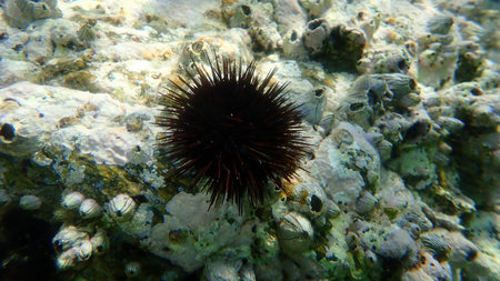 Purple sea urchin, Stony sea urchin or Rock sea urchin (Paracentrotus lividus) undersea, Aegean Sea,...