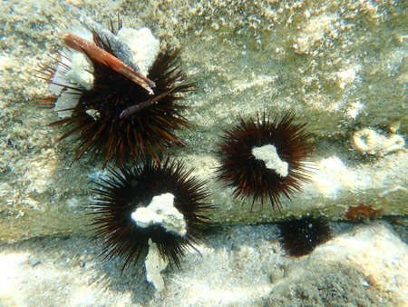 Purple sea urchin, Stony sea urchin or Rock sea urchin (Paracentrotus lividus) undersea, Aegean Sea, Greece, Halkidikiの写真素材