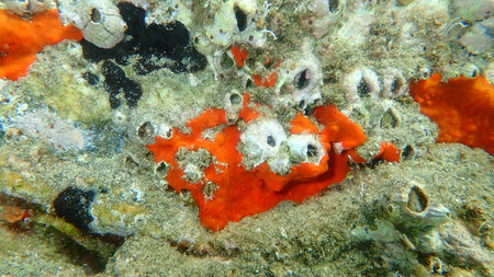 Red encrusting sponge or orange-red encrusting sponge (Crambe crambe) undersea, Aegean Sea, Greece,...