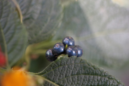 Extreme close-up of common lantana (Lantana camara) mature fruits on blurred background