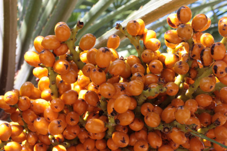 European fan palm or Mediterranean dwarf palm (Chamaerops humilis) ripe fruits close-up