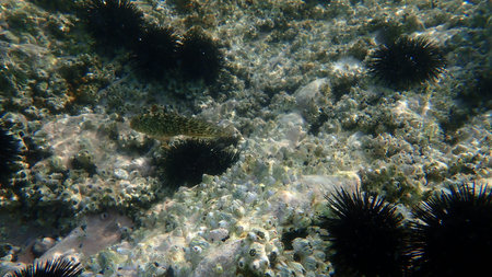 Stunning undersea view, Aegean Sea, Greece, Halkidiki