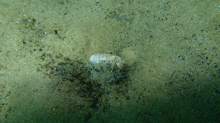 Hermit crab Anapagurus pusillus undersea, Aegean Sea, Greece, Halkidiki