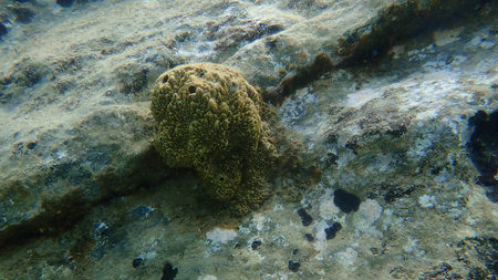 Stinker sponge (Sarcotragus fasciculatus) undersea, Aegean Sea, Greece, Halkidikiの写真素材