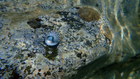 Seashell of sea snail Turbinate monodont (Phorcus turbinatus) undersea, Aegean Sea, Greece,...
