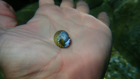 Sea snail Turbinate monodont (Phorcus turbinatus) on the hand of a diver, Aegean Sea, Greece,...