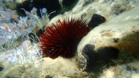Purple sea urchin, Rock sea urchin or Stony sea urchin (Paracentrotus lividus) undersea, Aegean Sea, Greece, Halkidikiの写真素材