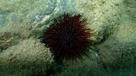 Purple sea urchin, Rock sea urchin or Stony sea urchin (Paracentrotus lividus) undersea, Aegean Sea, Greece, Halkidikiの写真素材