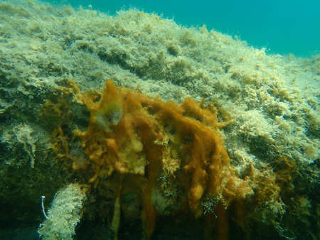 Ð¡lump of Cyanobacteria, formerly called Blue-green algae (Cyanophyta), undersea, Aegean Sea, Greece, Halkidikiの写真素材