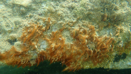 Ð¡lump of Cyanobacteria, formerly called Blue-green algae (Cyanophyta), undersea, Aegean Sea,...