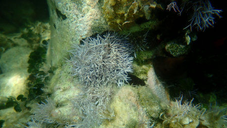 Red algae Amphiroa rigida undersea, Aegean Sea, Greece, Halkidikiの写真素材