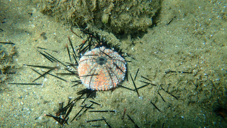 Test (shell) of Black sea urchin (Arbacia lixula) undersea, Aegean Sea, Greece, Halkidiki