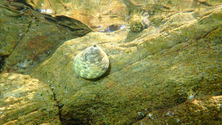 Sea snail Turbinate monodont (Phorcus turbinatus) undersea, Aegean Sea, Greece, Halkidiki