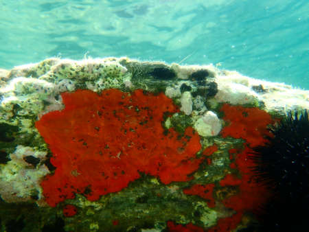 Red encrusting sponge or orange-red encrusting sponge (Crambe crambe) undersea, Aegean Sea, Greece, Halkidikiの写真素材