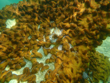 Ð¡hicken liver sponge or Caribbean Chicken-liver sponge (Chondrilla nucula) undersea, Aegean Sea,...
