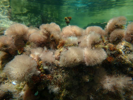 Marine algae Slender-beaded coral weed (Jania rubens) undersea, Aegean Sea, Greece, Halkidikiの写真素材