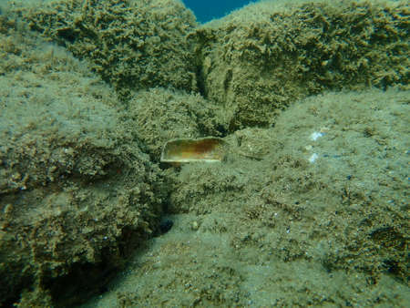 Shell of bivalve mollusc Noah's ark or Noah's arch (Arca noae) undersea, Aegean Sea, Greece, Halkidikiの写真素材