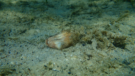 Bearded ark shell or bearded ark (Barbatia barbata) undersea, Aegean Sea, Greece, Halkidiki