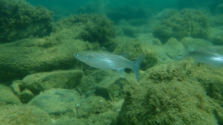 Flathead gray mullet (Mugil cephalus) undersea, Aegean Sea, Greece, Halkidiki