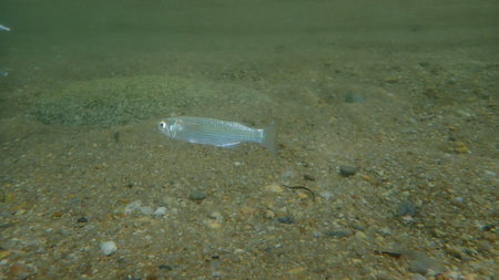 Flathead gray mullet (Mugil cephalus) undersea, Aegean Sea, Greece, Halkidiki