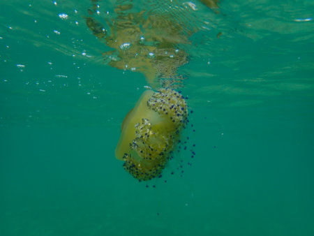 Mediterranean jellyfish (Cotylorhiza tuberculata) undersea with a reflection in the form of decay effect, Aegean Sea, Greece, Halkidikiの写真素材