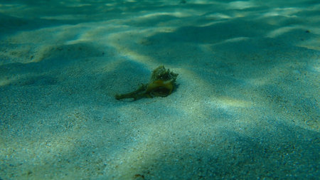 Sea snail purple dye murex or dye murex (Bolinus brandaris) on sea bottom, Aegean Sea, Greece, Halkidikiの写真素材