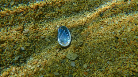 Seashell of Green ormer or Ear shell (Haliotis tuberculata) on sea bottom, Aegean Sea, Greece, Halkidikiの写真素材