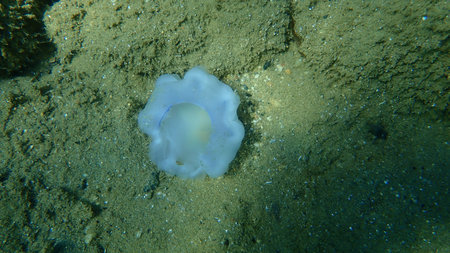 Died Mediterranean jellyfish or fried egg jellyfish, Mediterranean jelly (Cotylorhiza tuberculata)...