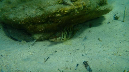 Painted comber (Serranus scriba) undersea, Aegean Sea, Greece, Halkidikiの写真素材