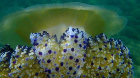 Mediterranean jellyfish or fried egg jellyfish, Mediterranean jelly (Cotylorhiza tuberculata) extreme close-up undersea, Aegean Sea, Greece, Halkidikiの写真素材