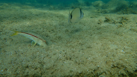Striped red mullet or surmullet (Mullus surmuletus) undersea, Aegean Sea, Greece, Halkidikiの写真素材