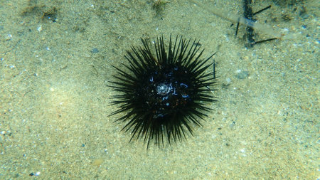 Dead black sea urchin (Arbacia lixula) undersea, Aegean Sea, Greece, Halkidikiの写真素材