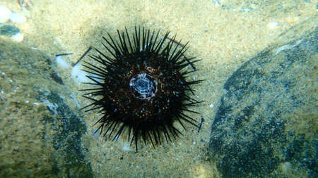 Dead black sea urchin (Arbacia lixula) undersea, Aegean Sea, Greece, Halkidikiの写真素材