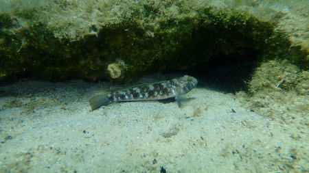Black goby (Gobius niger) undersea, Aegean Sea, Greece, Halkidiki