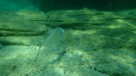 Gilthead seabream or gilt-head bream (Sparus aurata) undersea, Aegean Sea, Greece, Halkidiki