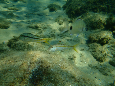 Striped red mullet or surmullet (Mullus surmuletus) undersea, Aegean Sea, Greece, Halkidiki