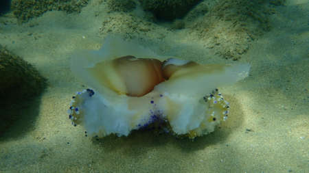 Dead Mediterranean jellyfish or fried egg jellyfish, Mediterranean jelly (Cotylorhiza tuberculata) undersea, Aegean Sea, Greece, Halkidikiの写真素材