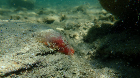 Sea squirt Red ciona (Ciona roulii) undersea, Aegean Sea, Greece, Halkidikiの写真素材