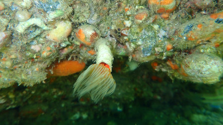 Polychaeta Smooth tubeworm or red-spotted horseshoe (Protula tubularia) undersea, Aegean Sea,...