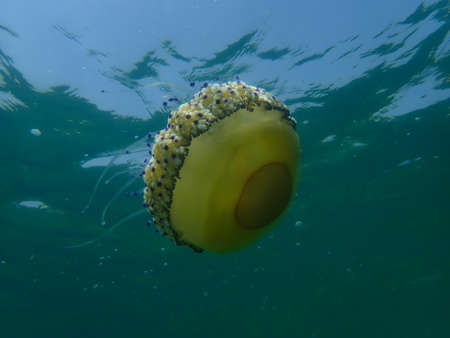 Mediterranean jellyfish or fried egg jellyfish, Mediterranean jelly (Cotylorhiza tuberculata) undersea, Aegean Sea, Greece, Halkidikiの写真素材
