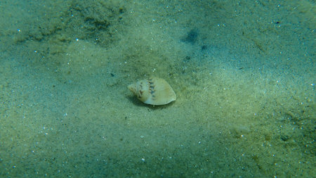 Sea snail mutable nassa (Tritia mutabilis) on sea bottom, Aegean Sea, Greece, Halkidiki