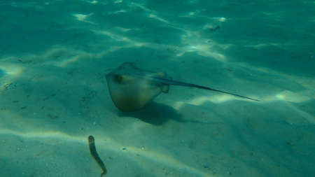 Common stingray or stingray (Dasyatis pastinaca) undersea, Aegean Sea, Greece, Halkidikiの写真素材