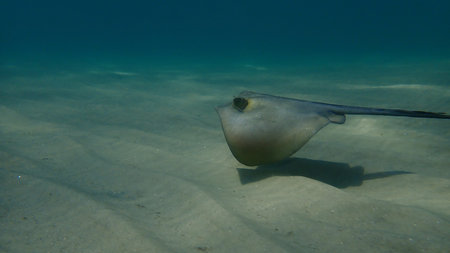 Common stingray or stingray (Dasyatis pastinaca) undersea, Aegean Sea, Greece, Halkidiki