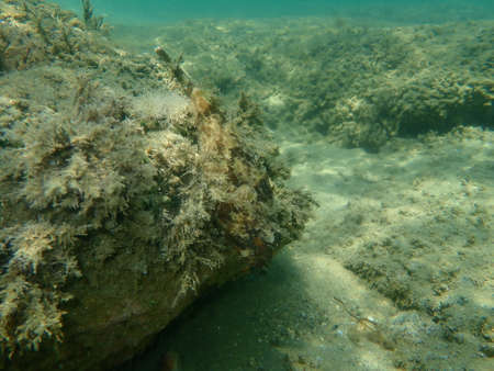 Black scorpionfish (Scorpaena porcus) undersea, Aegean Sea, Greece, Halkidikiの写真素材