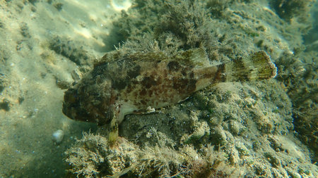 Black scorpionfish (Scorpaena porcus) undersea, Aegean Sea, Greece, Halkidiki